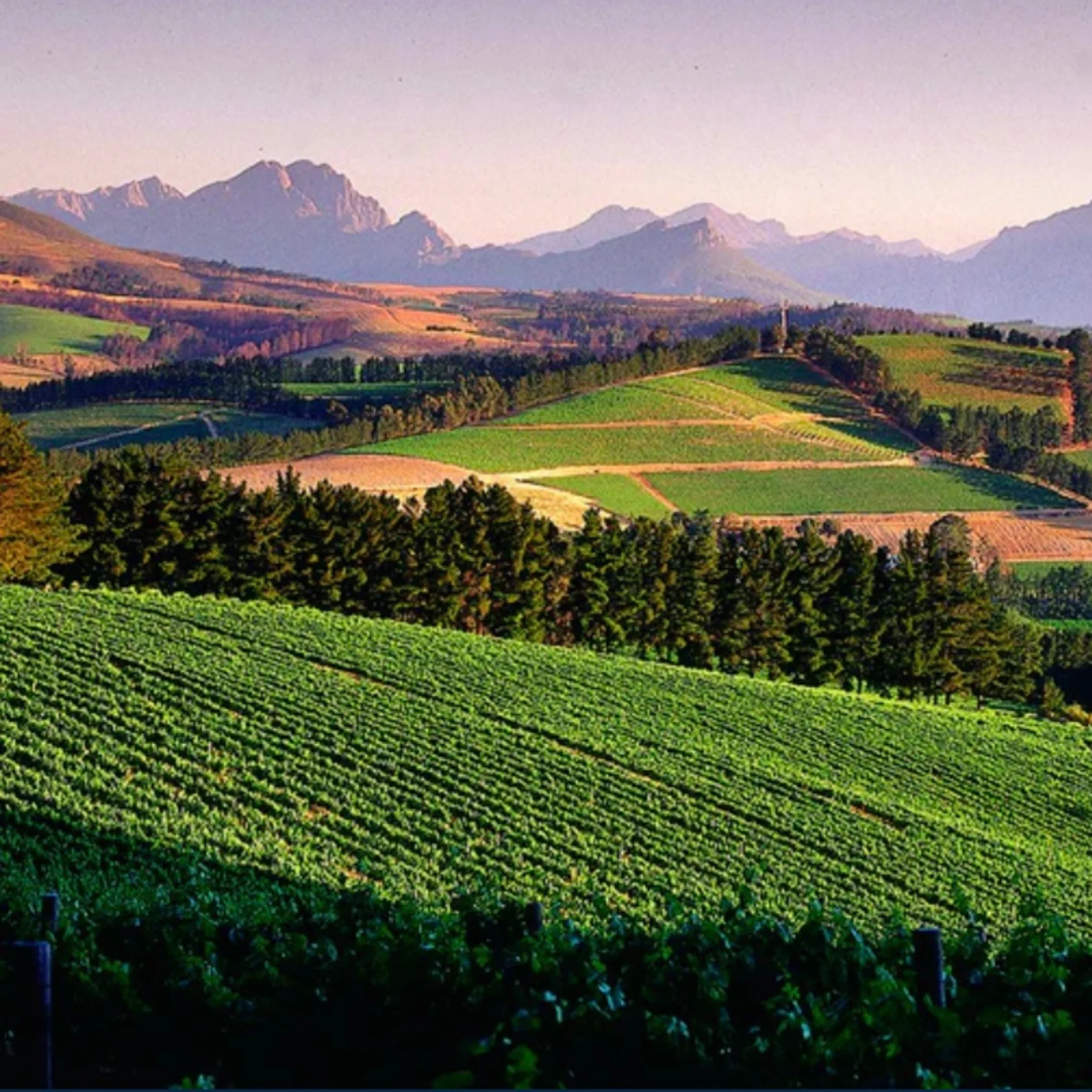 Kottabbos Skin Contact Chenin 2022 - Image 3