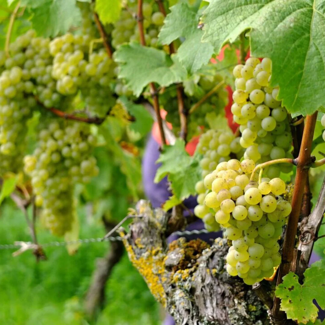 Müller-Thurgau Pet Nat 2017 - Image 3
