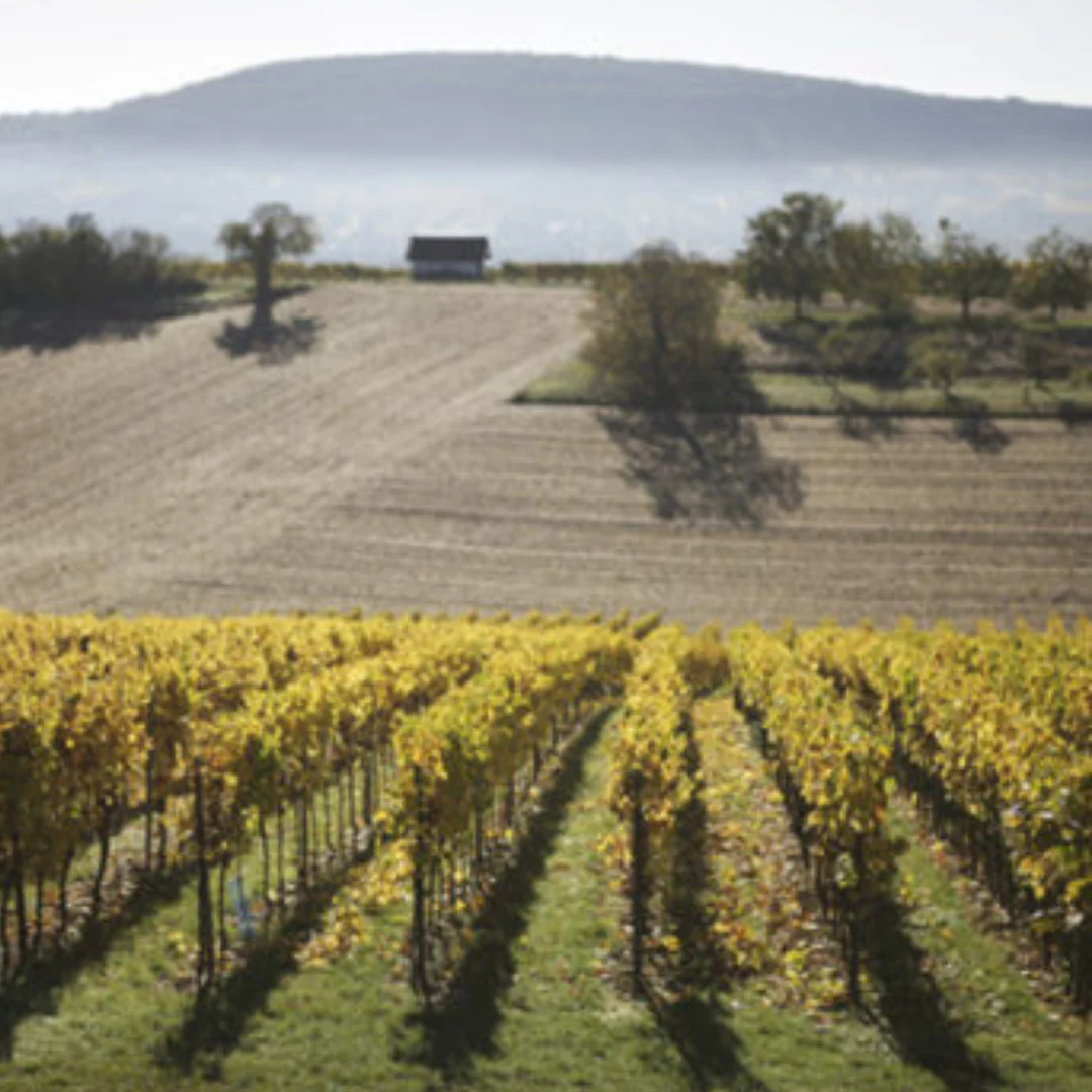 Utopiste Gewurtztraminer Maceration 2020 - Image 5