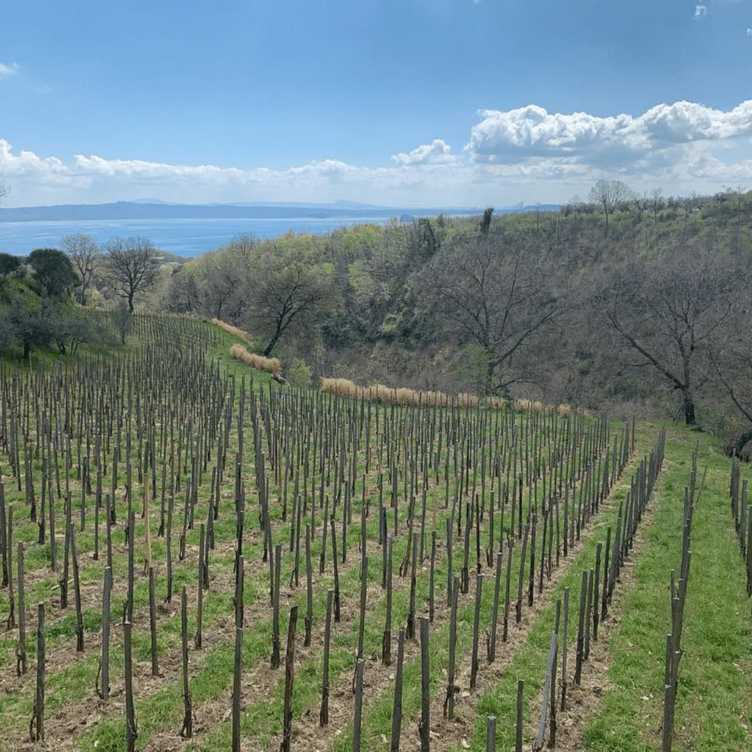 Litrozzo Rosato 2019 - Image 4