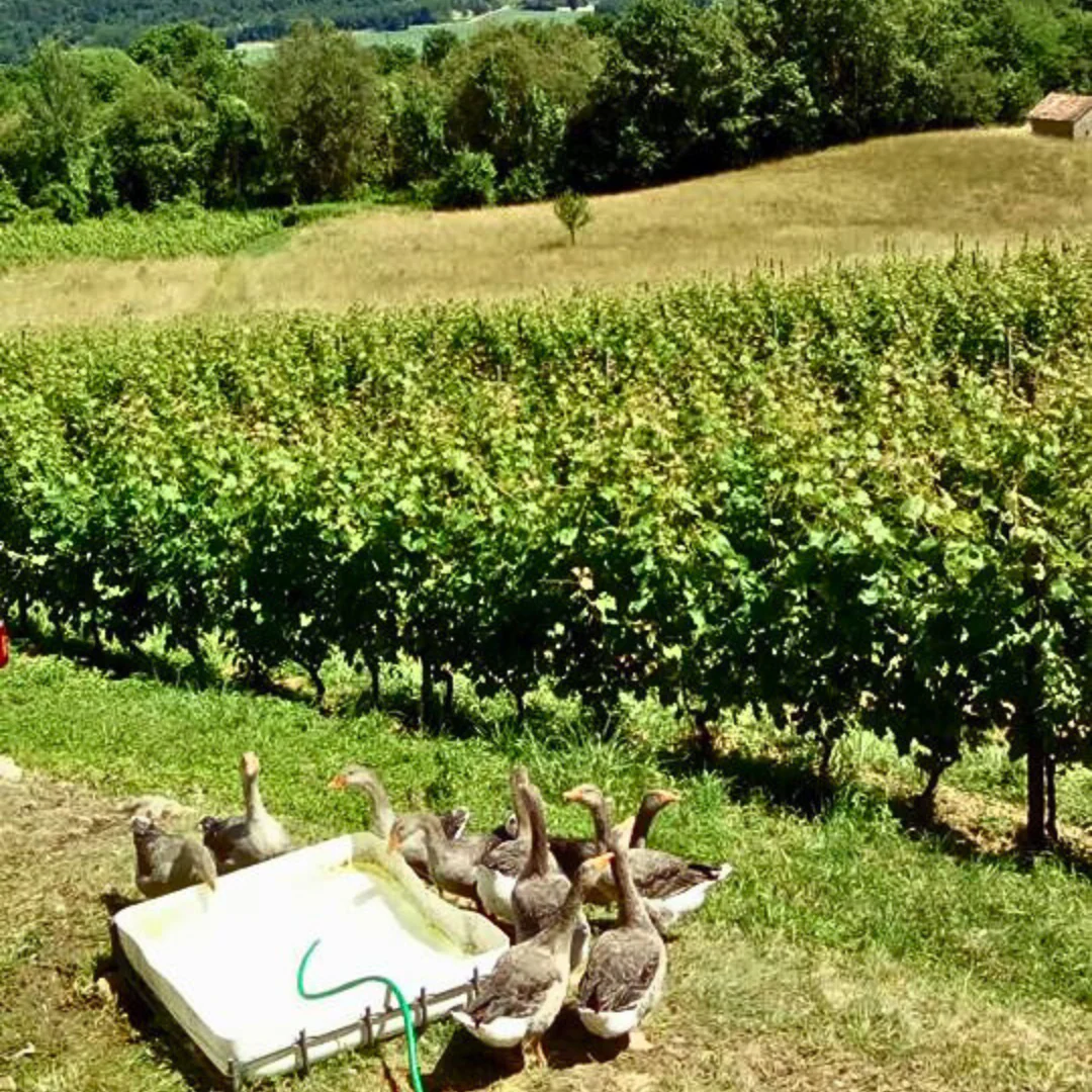 Muscadet 2021 - Image 3