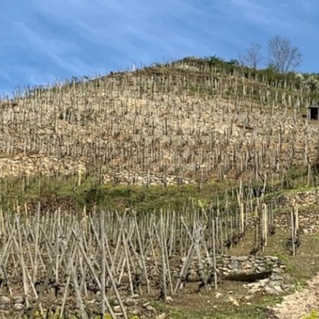 Côte-Rôtie "Les Binardes" 2020 - Image 7