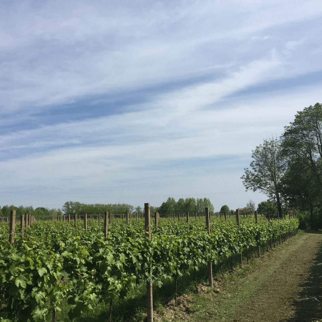 Prosecco 2019 - Image 5