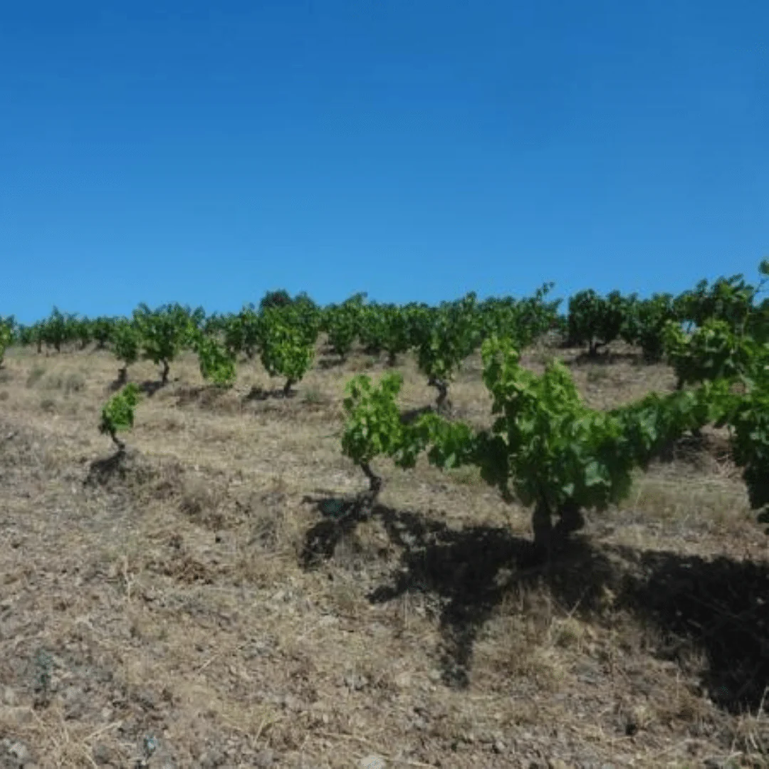 Ace Of Spades VDF Rouge 2019 - Image 5