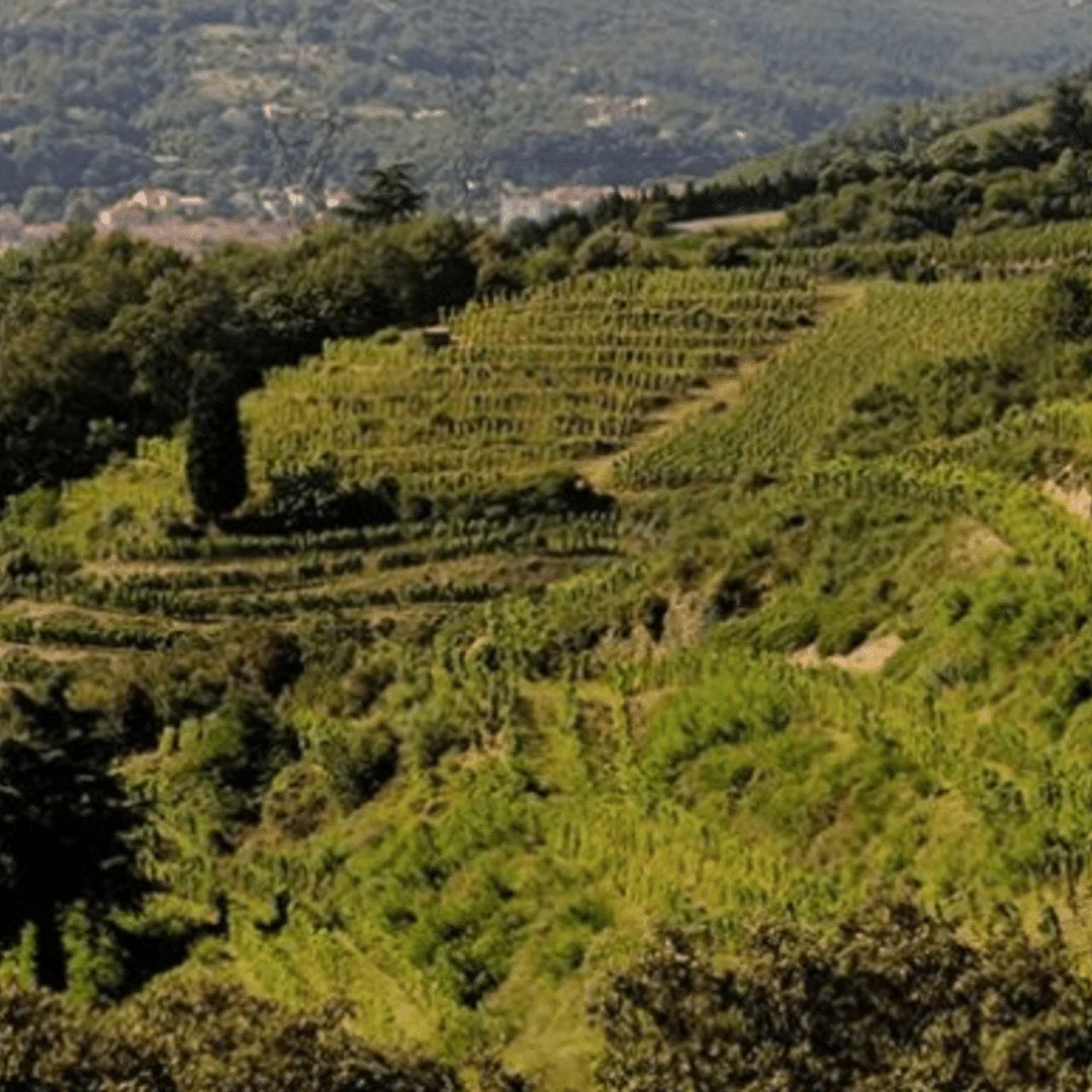Petit Ours Brun 2023 - Image 5