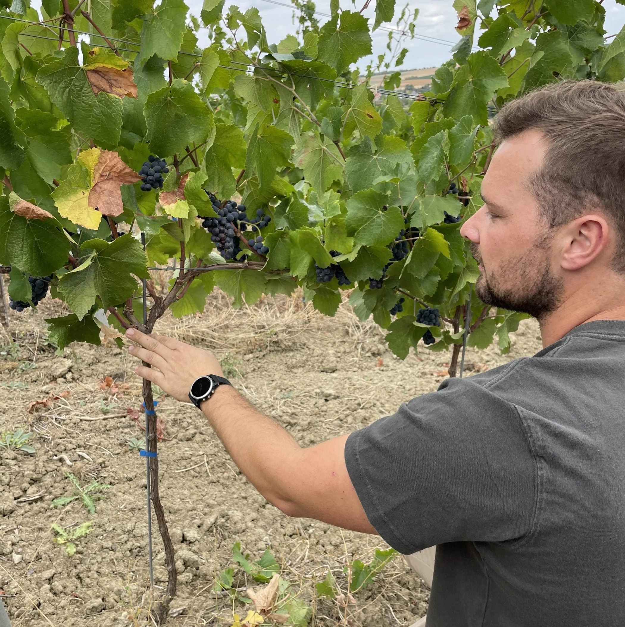 Riesling 2021 - Image 4