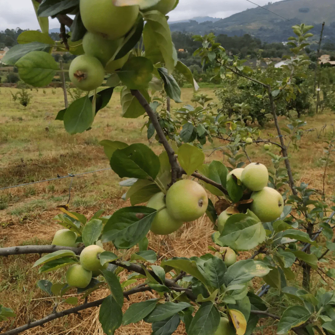 Hybrid Rosé Cider 2020 - Image 4