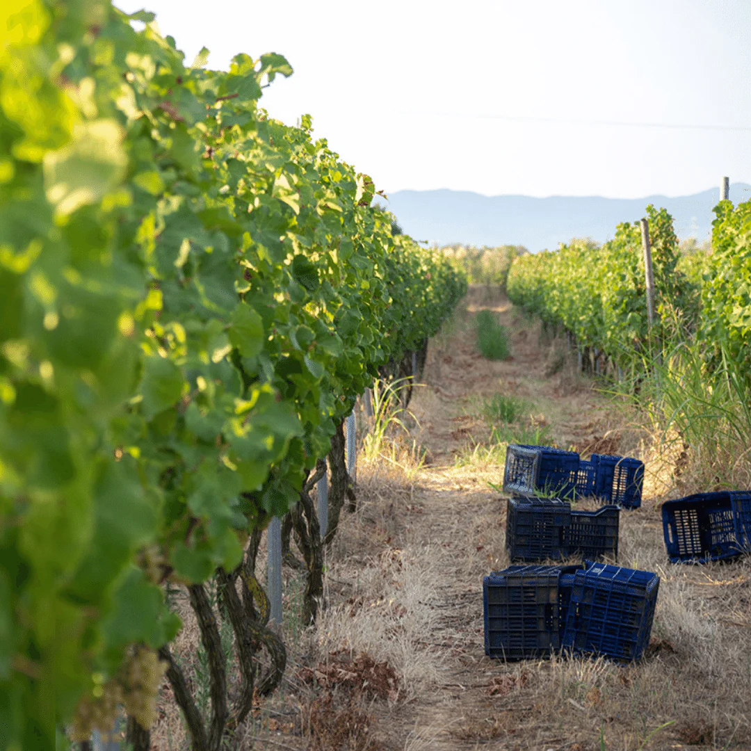 Mataroa Orange 2018 - Image 4