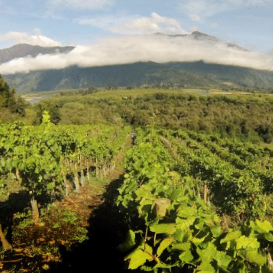 Cinsault 2019 - Image 4
