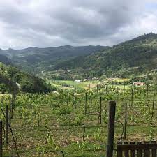 Nomos Vinho Verde 2019 - Image 4