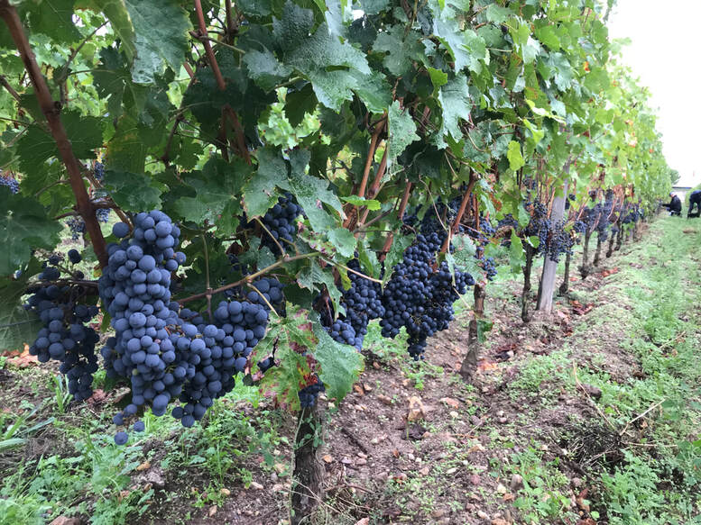 Bourgueil Clos de Pavée 2019 - Image 4