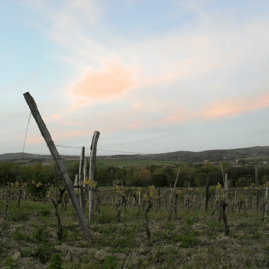 Le Pelut Babiole Cider 2011 - Image 4