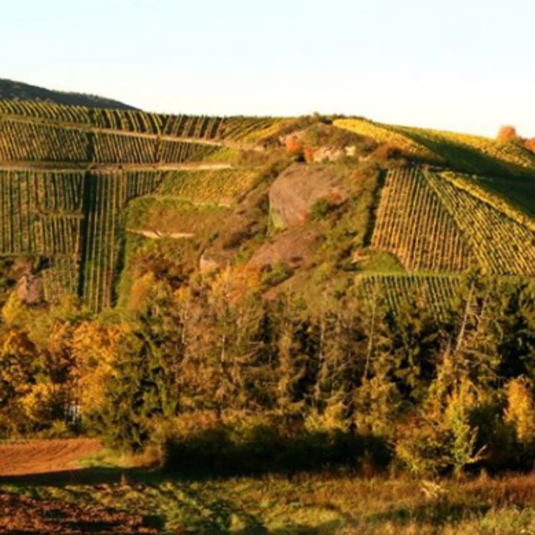Riesling 2020 - Image 3