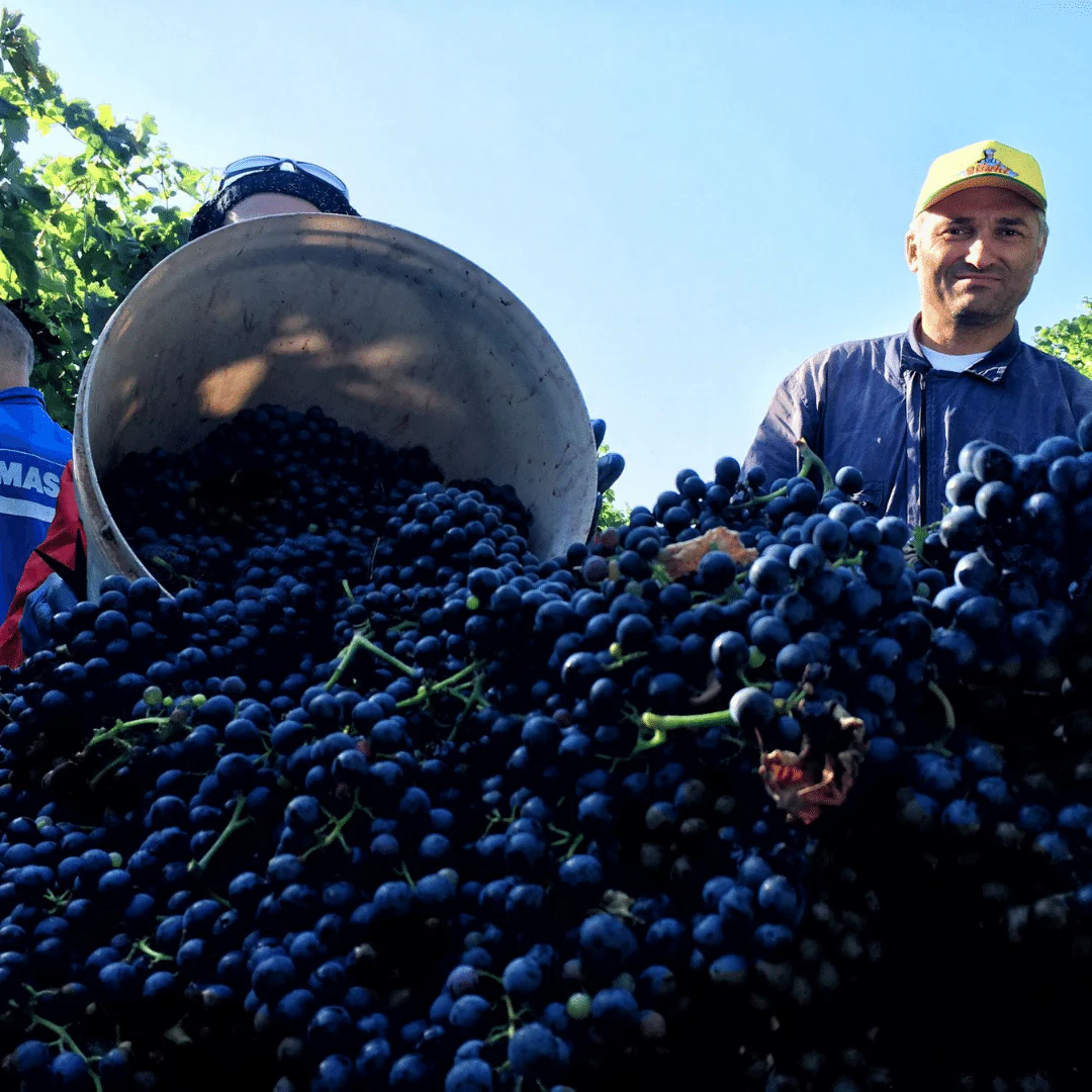 Suoli Cataldi Rosato Lambrusco 2020 - Image 4