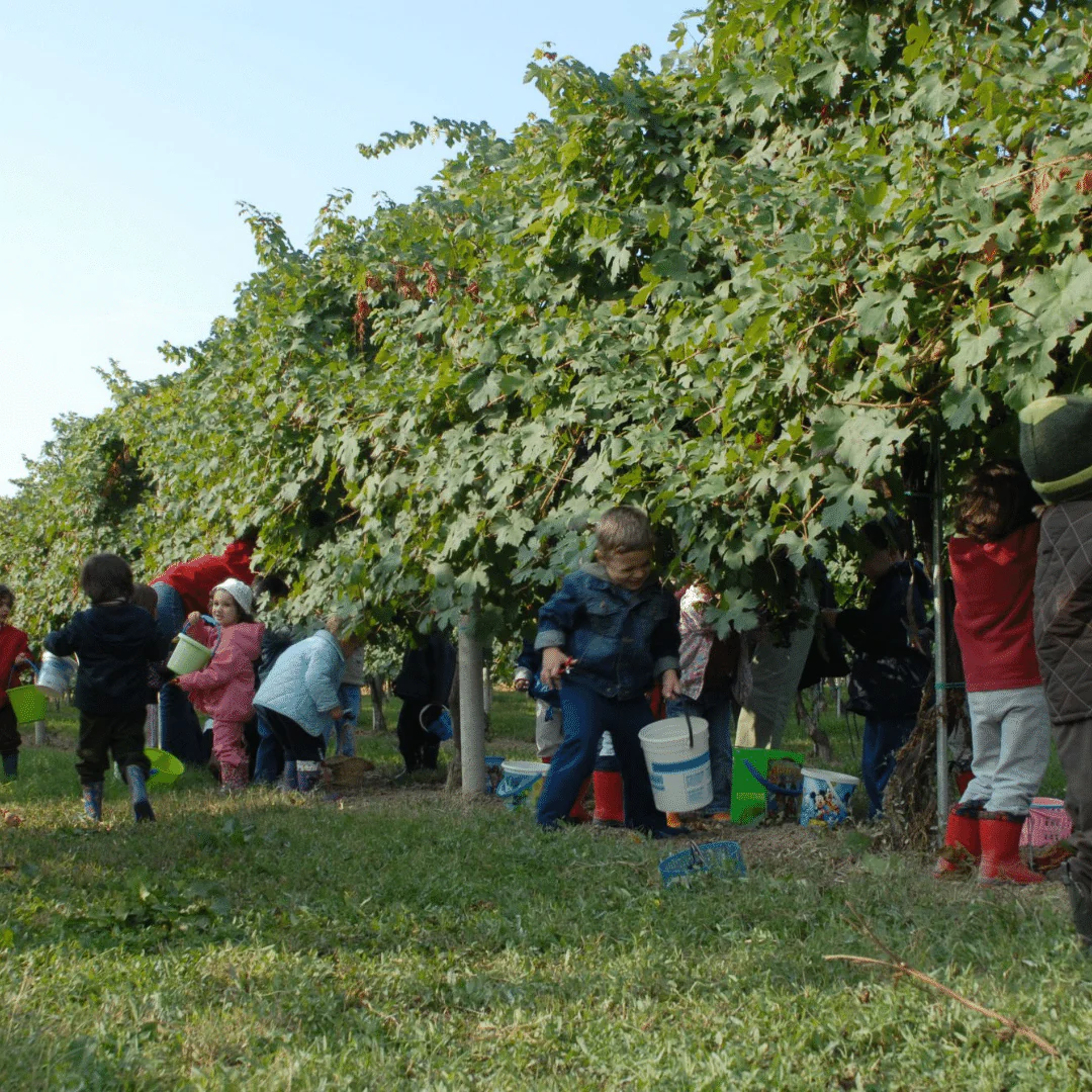 Suoli Cataldi Rosato Lambrusco 2020 - Image 5