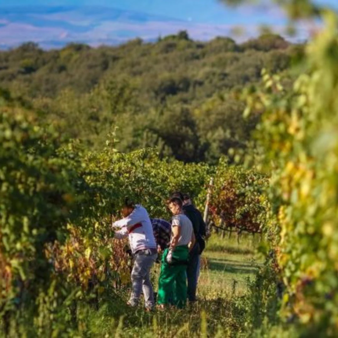 Chianti Classico DOCG 2019 - Image 4