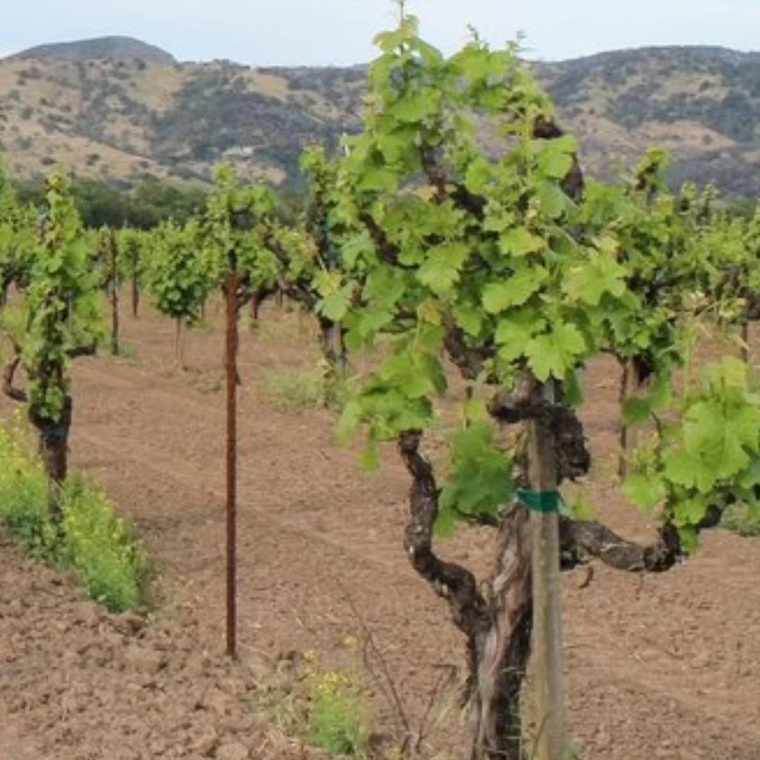 Testa Vineyard Old Vine Field Blend 2018 - Image 5