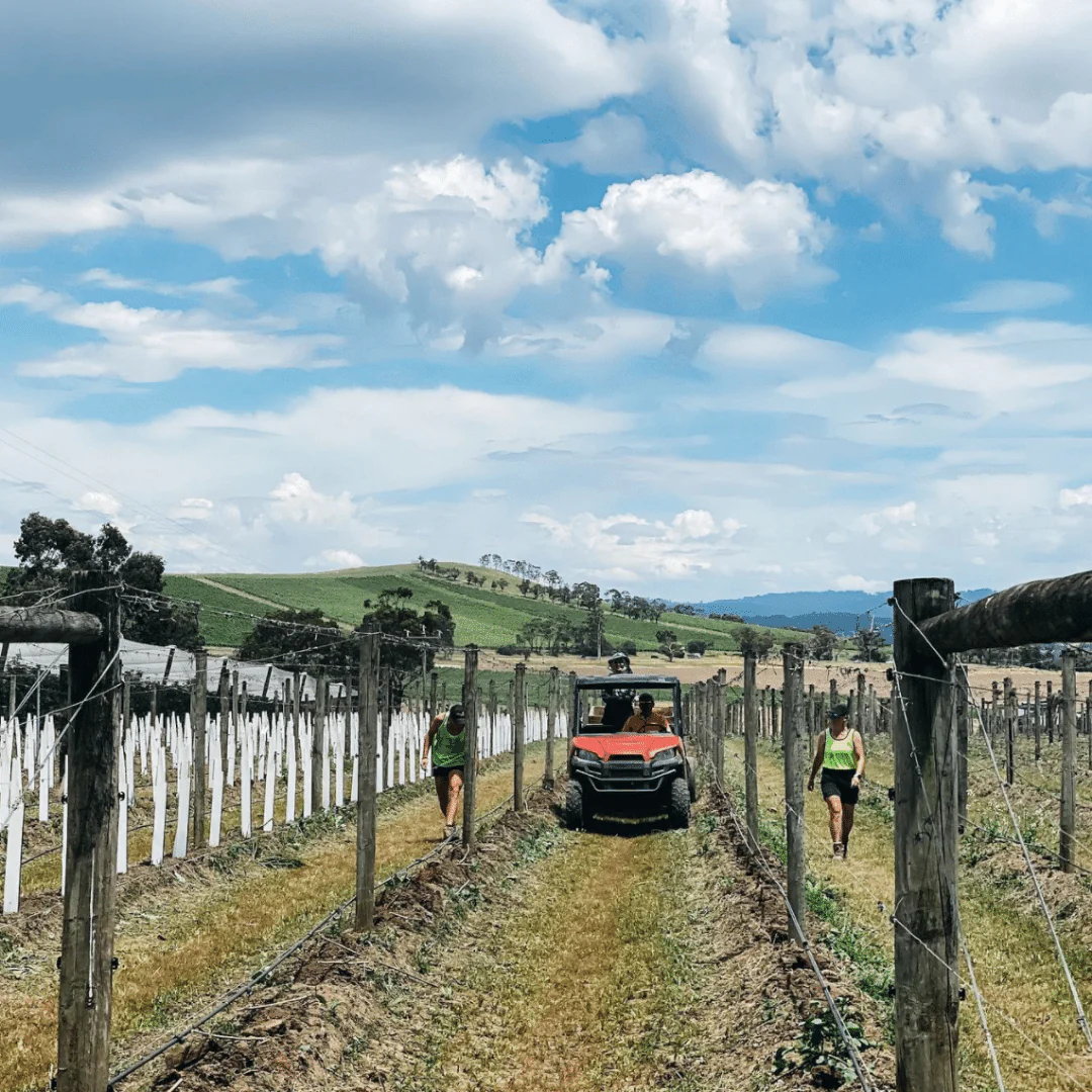 Airlie Bank Gris on Skins 2023 - Image 3