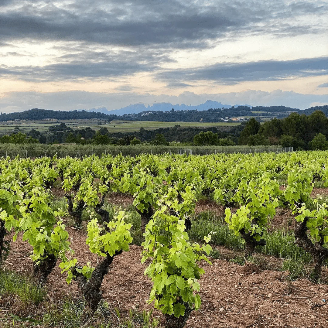 de Nit Rosado Cava 2018 - Image 5