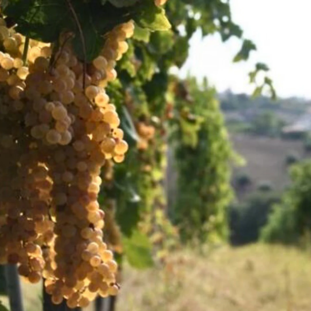 Sangiovese/Montepulciano 2020 - Image 3
