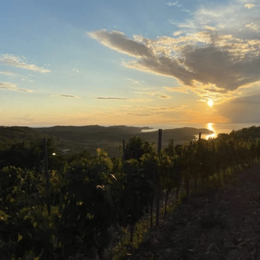 Refosco 2018 - Image 4