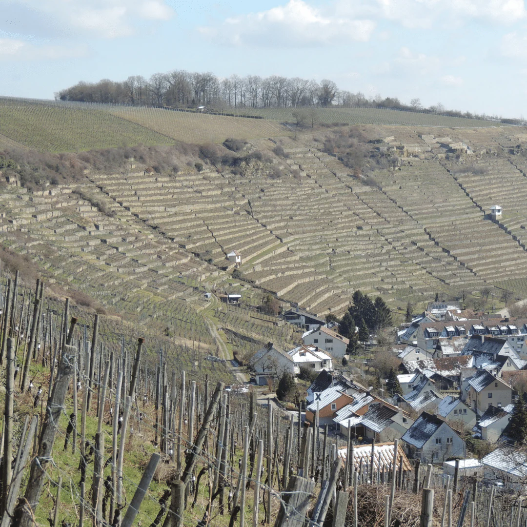 Terraces Red 2019 - Image 4