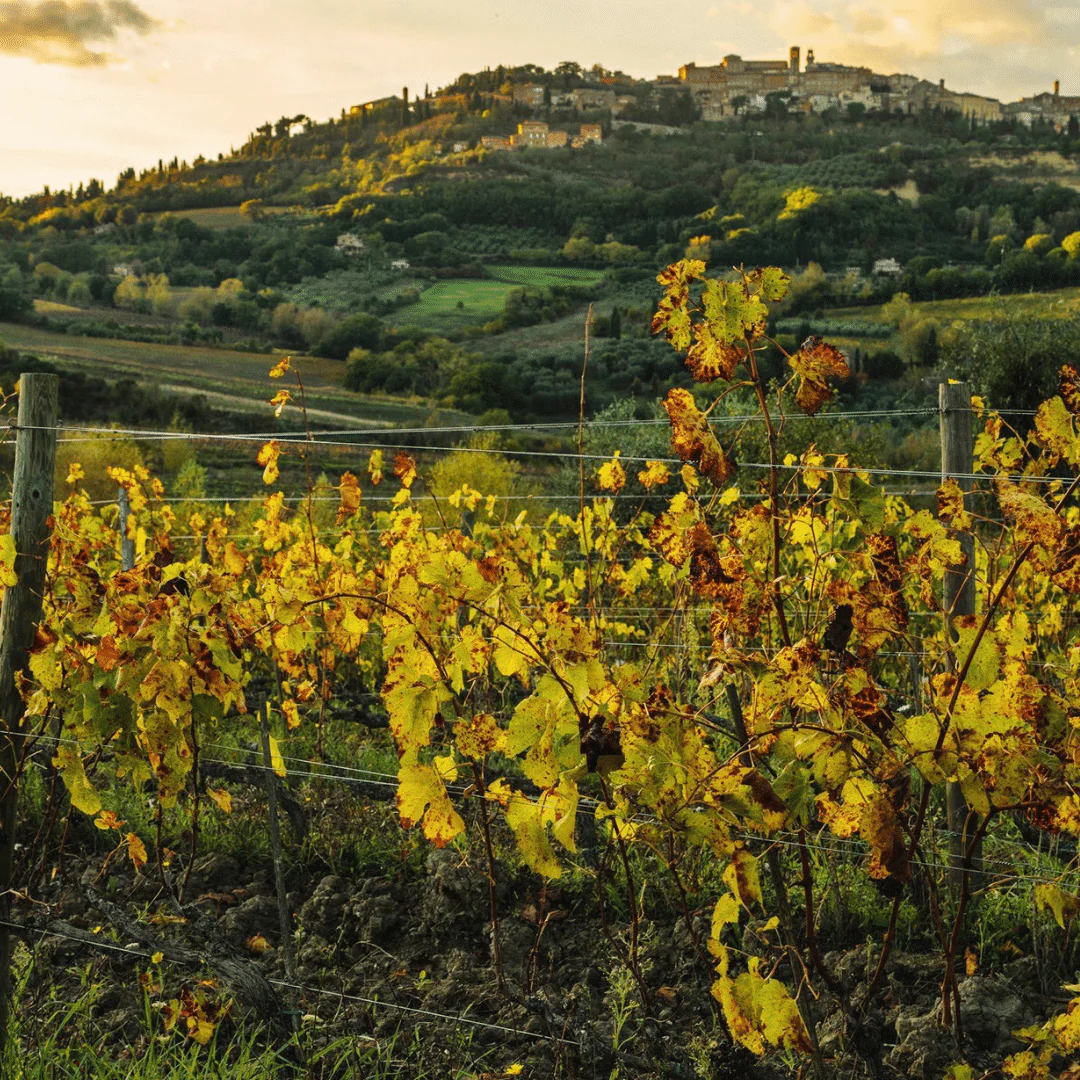 Chianti 2020 - Image 4