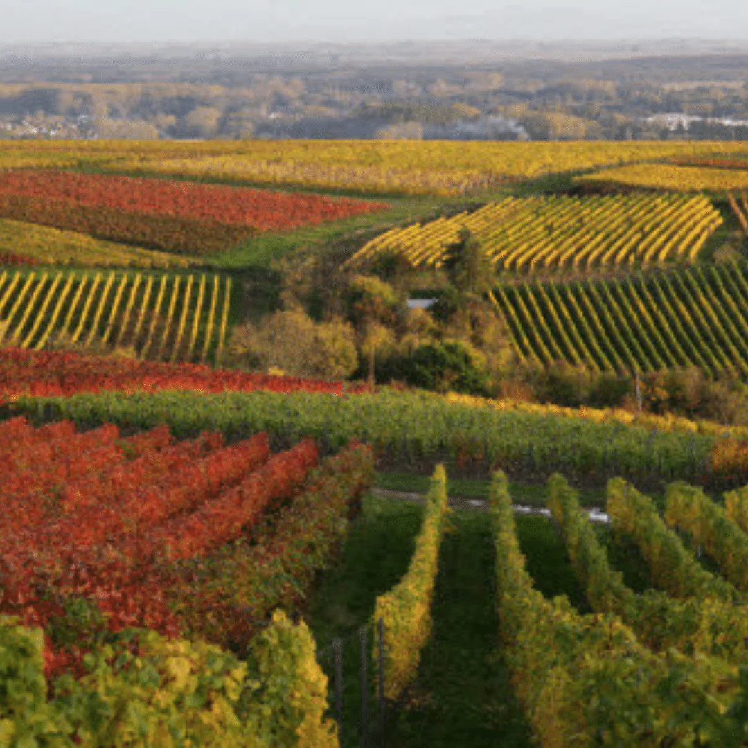 Pfalz Spätburgunder Trocken 2020 - Image 4