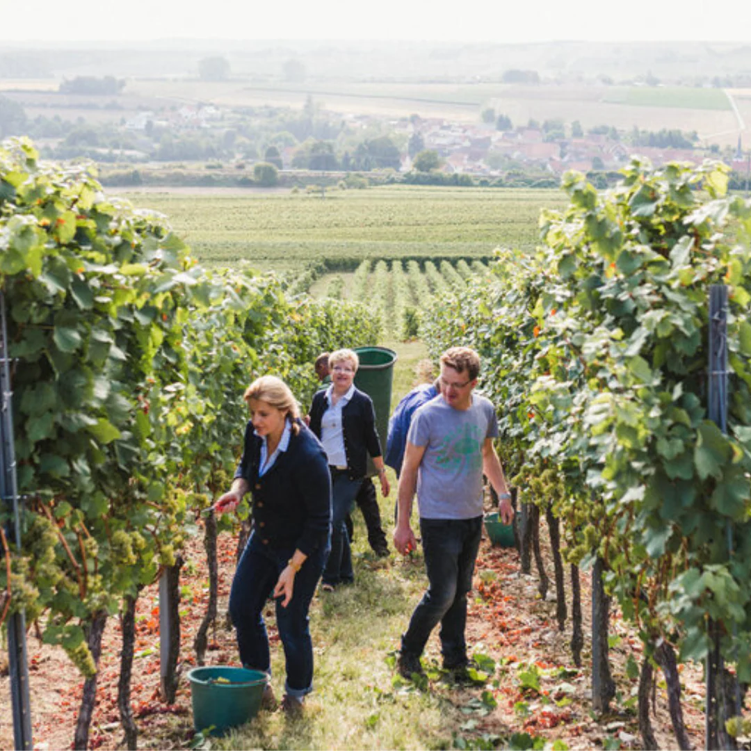Boden Funk Blanc de Noir 2021 - Image 3