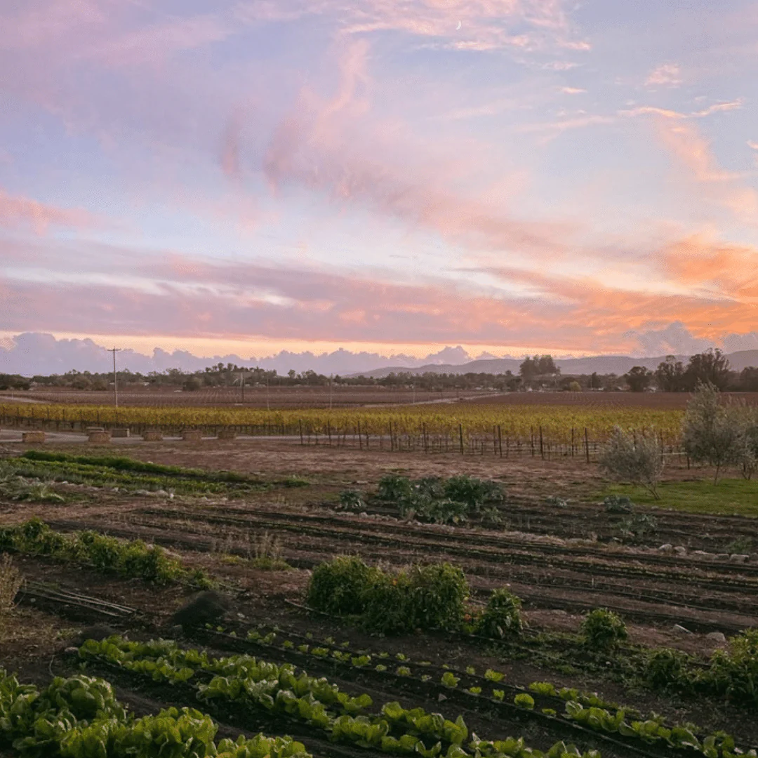 Nouveau of Pinot Noir 2020 - Image 4