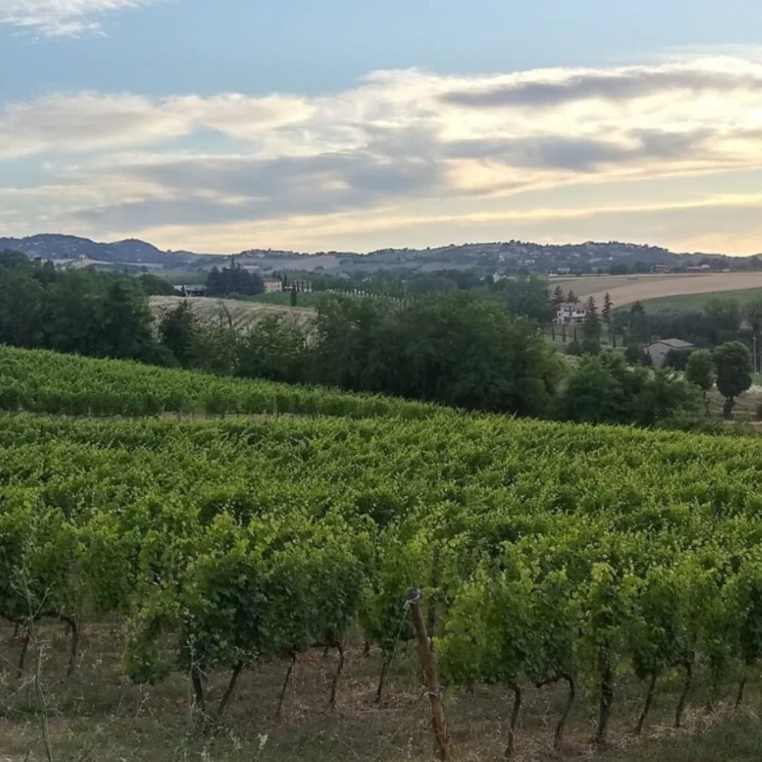Lambrusco "Ancestrale" 2020 - Image 5
