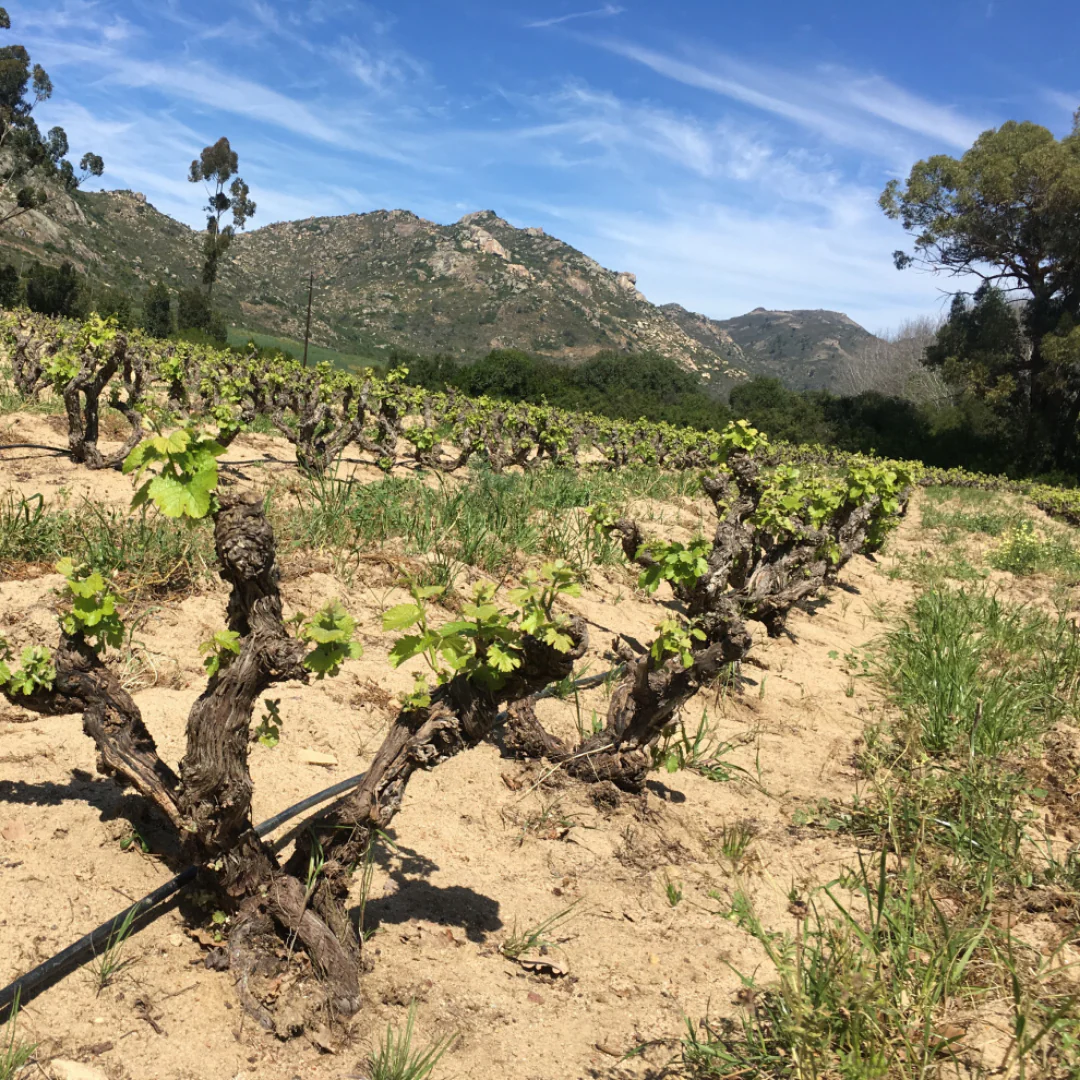 Orange Chenin 2015 - Image 4