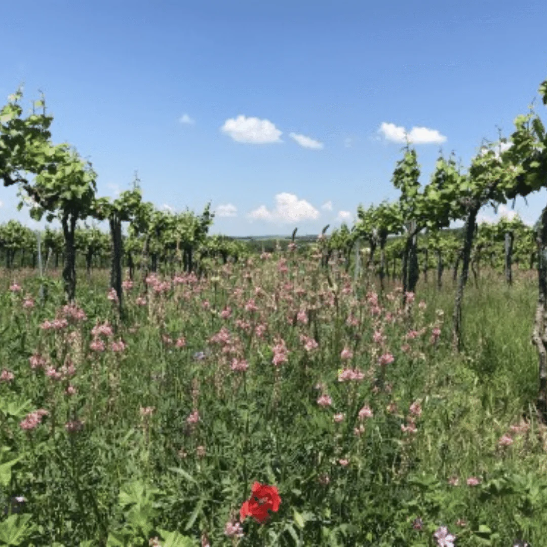 Majer Zemianske Sady Veltlina 2019 - Image 4