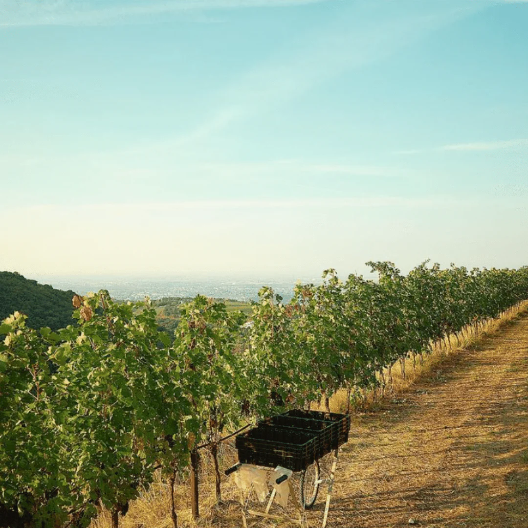Valpolicella Classico 2021 - Image 4