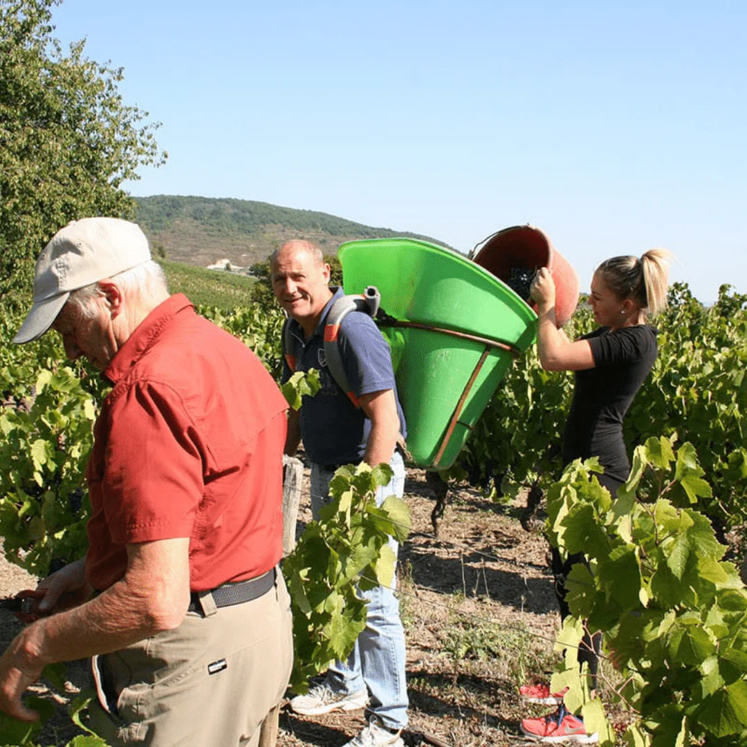 Pinot Noir 2019 - Image 5