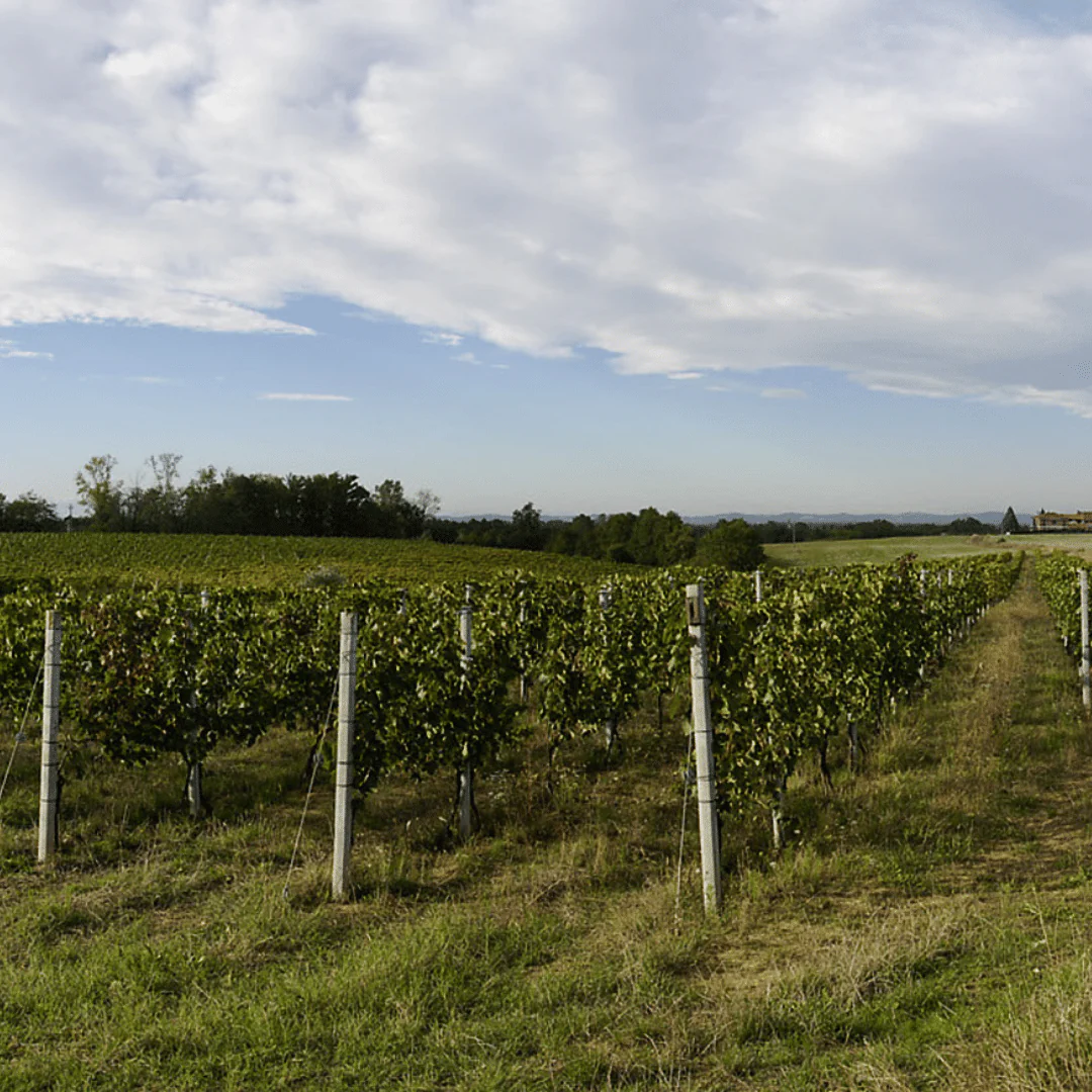 Igiea 2006 - Image 4