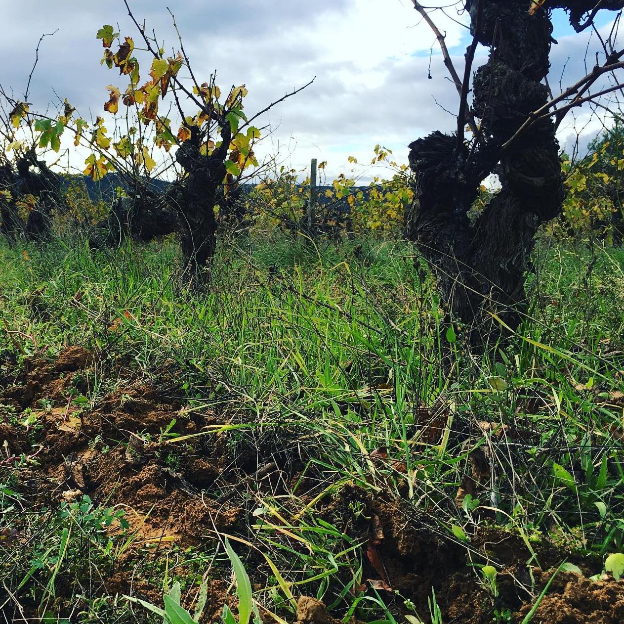 VDF Carignan 2021 - Image 3