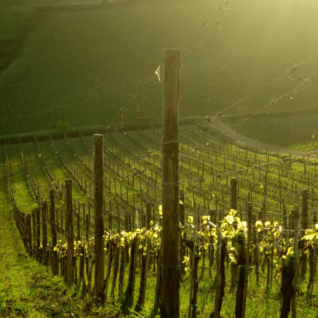 Chianti Colli Senesi 2020 - Image 4