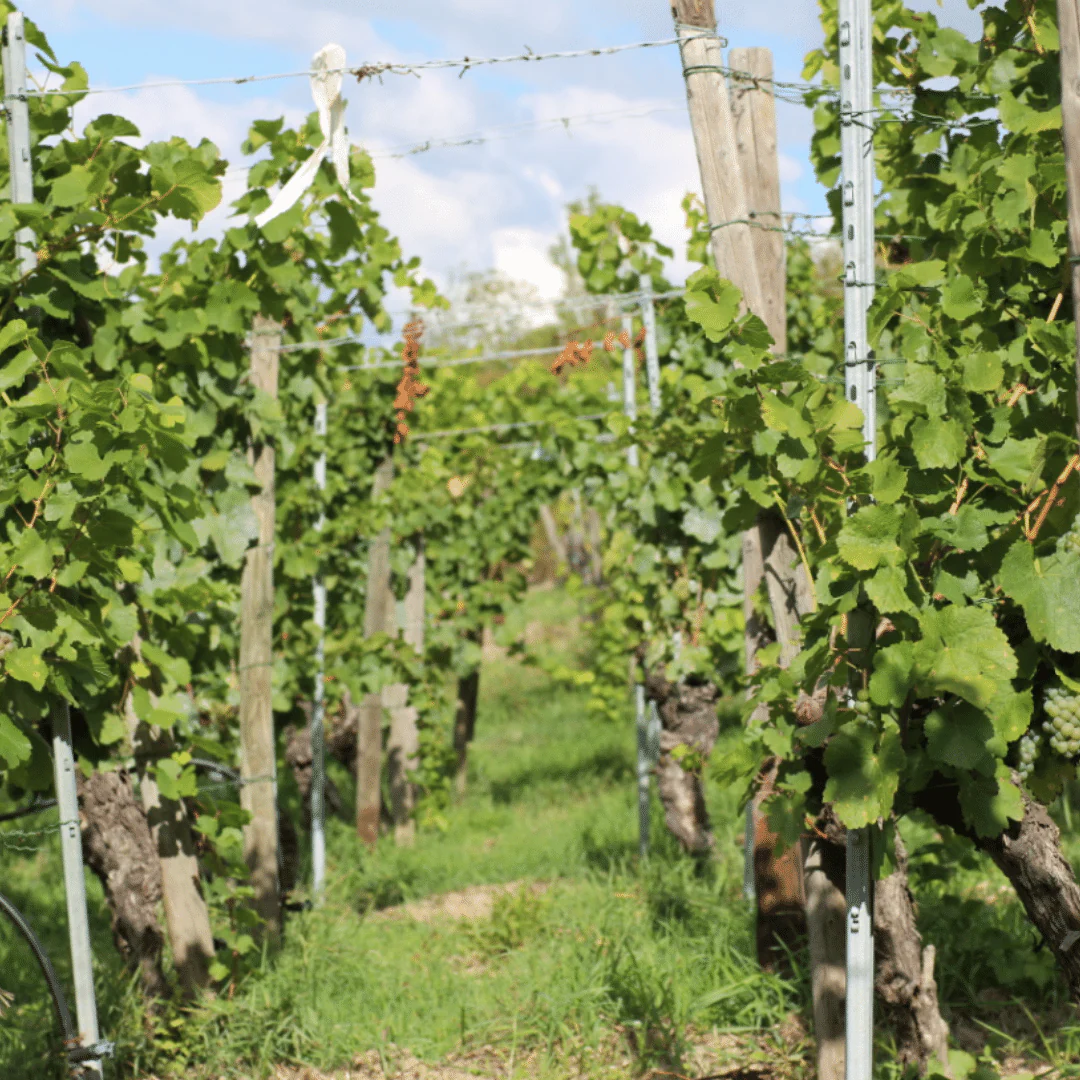 White Blend NV - Image 4