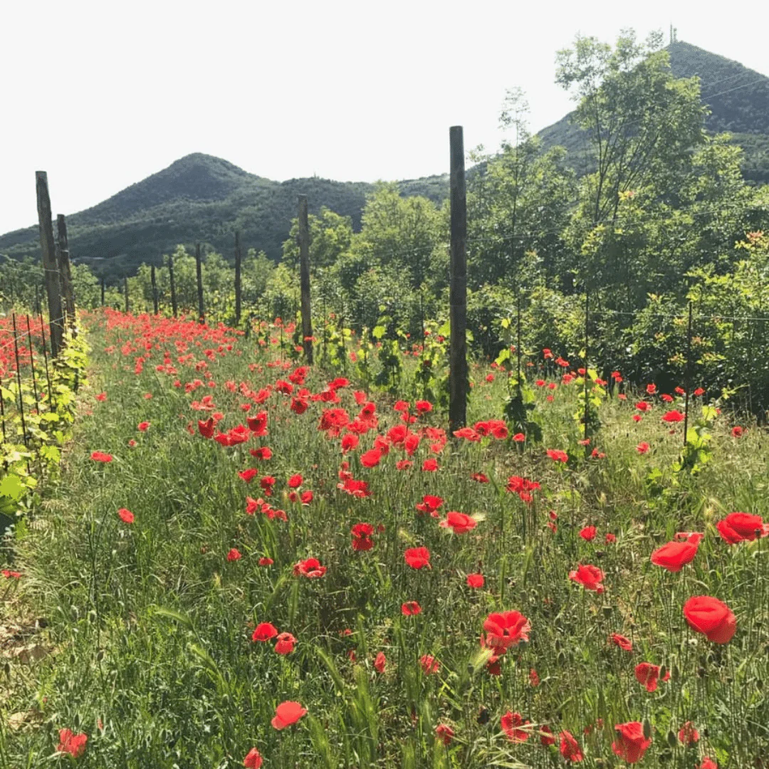 Covolo Colli Euganei 2017 - Image 4