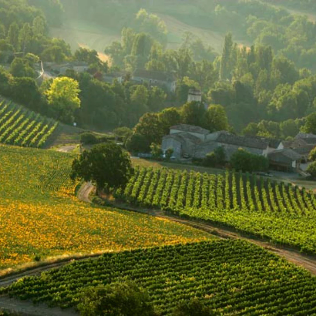 Mayga Dark 2020 - Image 3