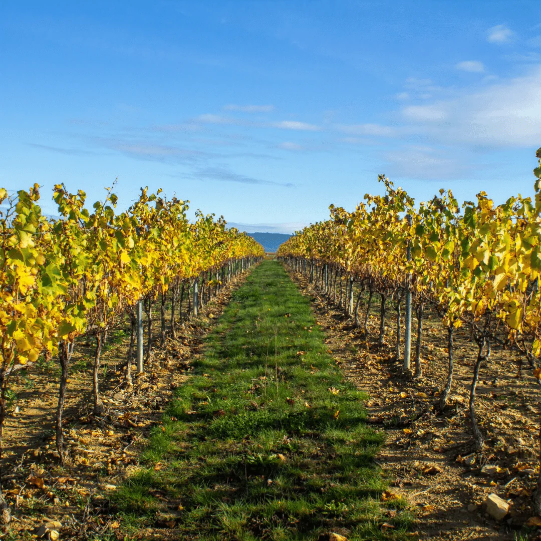 Uvica Côtes du Rhône Rouge 2019 - Image 4