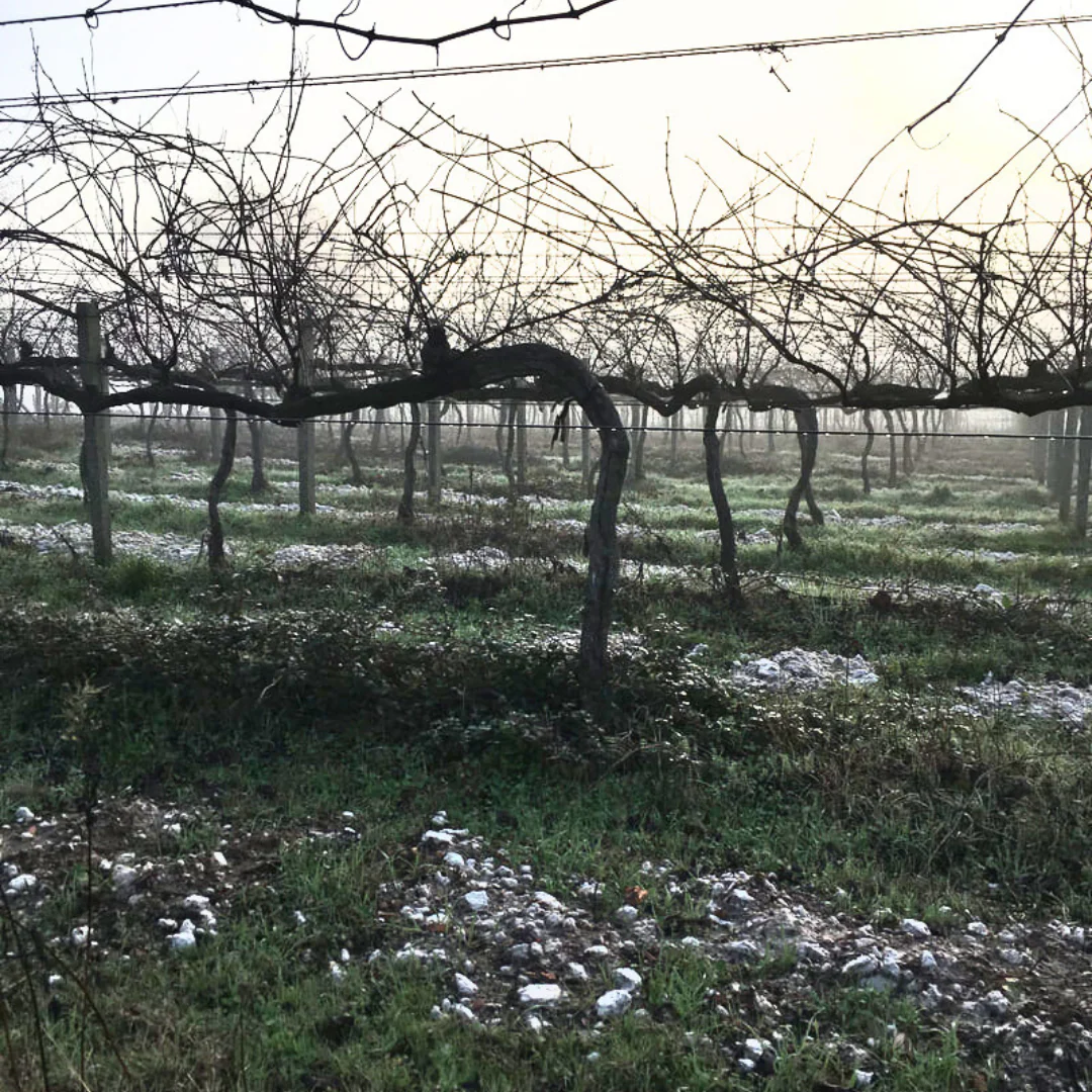 Rías Baixas Albariño 2021 - Image 4