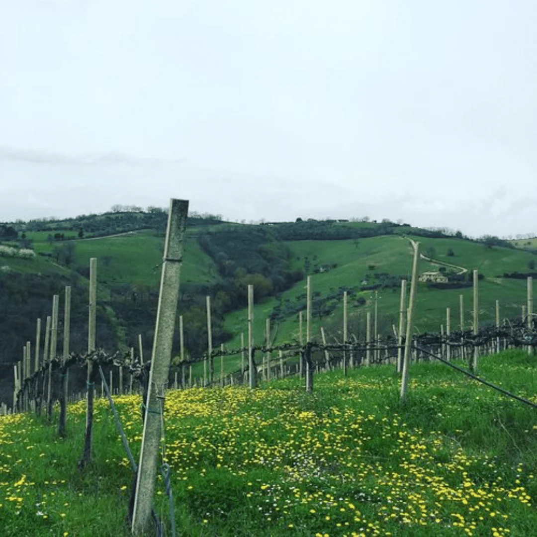 Vermentuzzo 2019 - Image 4