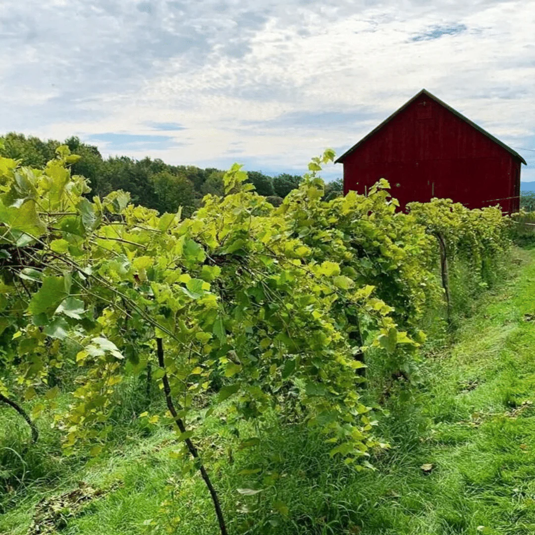 Cuvée EWC Piquette 2020 - Image 5