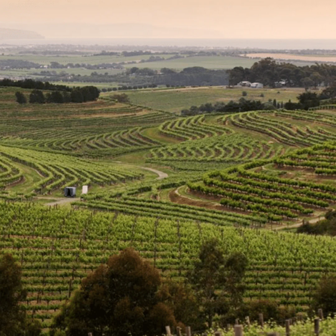 Shiraz 2019 - Image 4