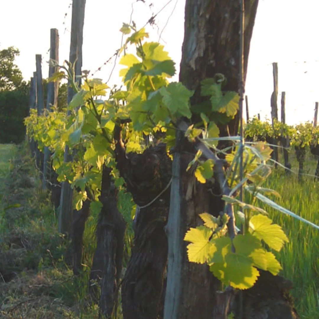 Orange Gruner Veltliner 2021 - Image 3
