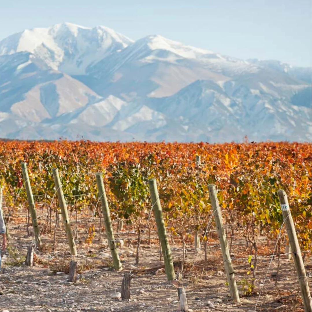 Garnacha 2021 - Image 4